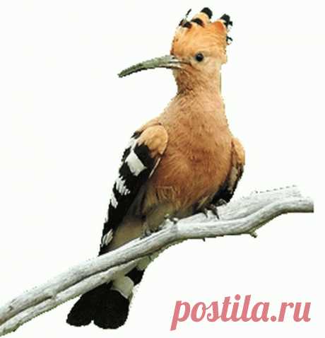 Удод