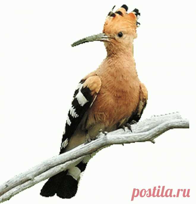 Удод