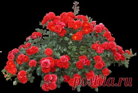 99857342_55.png (699×472)