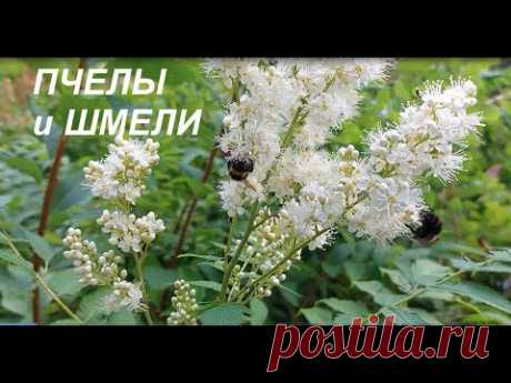 Пчелы и шмели в городе. ФУТАЖ
Видео доступно для просмотра в формате 4к! 
Растение неизвестное!