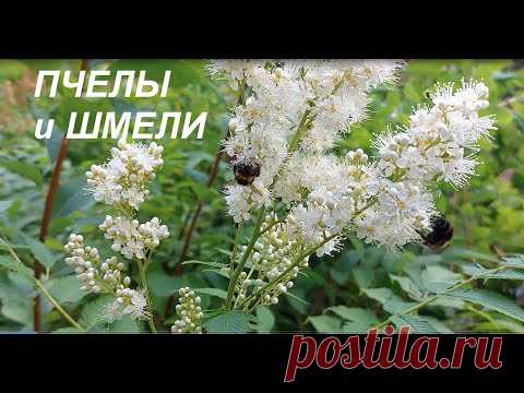 Пчелы и шмели в городе. ФУТАЖ
Видео доступно для просмотра в формате 4к! 
Растение неизвестное!