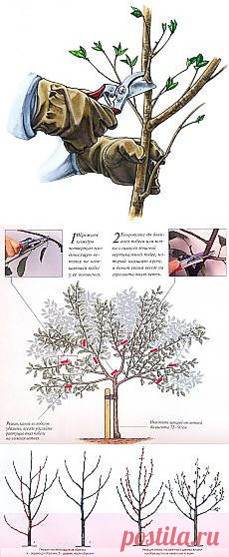 Письмо «Утиное тимбале и другие материалы. Новое в Вашей подборке на Постила.ru» — Постила.ru — Яндекс.Почта