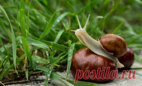 The soul of nature | Душа природы