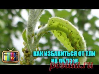 Как бороться с тлей на яблоне, чем обработать