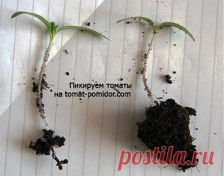 Когда и как пикировать томаты? Пересадка рассады помидоров | Выращивание томатов на дачном участке