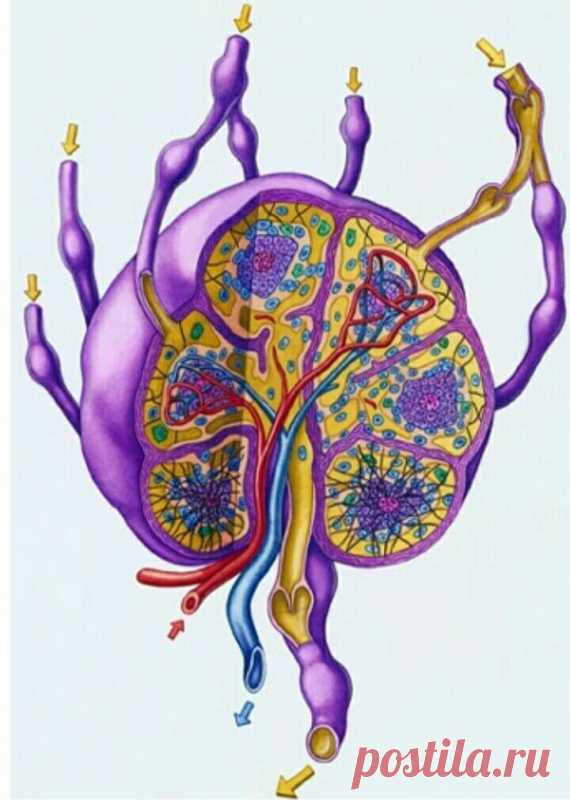 Лимфаденит: 80% того, что мы делаем, вредит нашему здоровью Лимфаденит В нашем организме протекают две реки жизни, очень тесно связанные между собой, но, тем не менее, вполне себе автономные. Одна из них «красная река». Это кровь и кровеносная система. Другая …