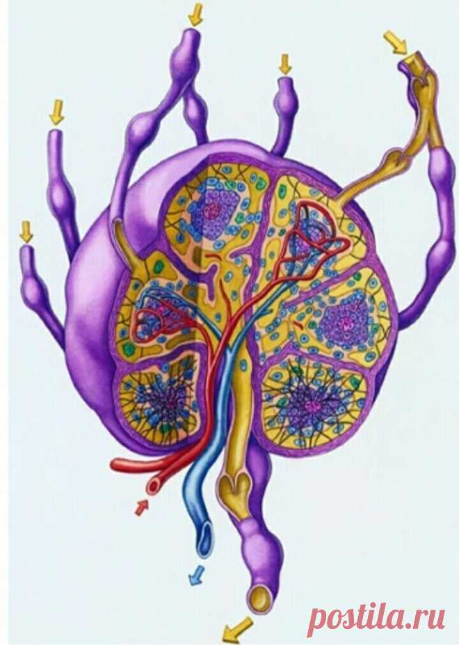 Лимфаденит: 80% того, что мы делаем, вредит нашему здоровью