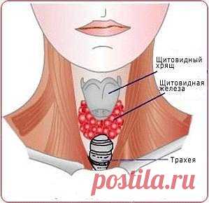 ЛЕЧЕНИЕ ЩИТОВИДКИ НАРОДНЫМИ СРЕДСТВАМИ.
Рецепт 1.
Сок 10-ти лимонов, 10 измельченных головок чеснока, 1 литр натурального меда. Настаивайте смесь в течение 7-ми дней. Пейте по 4 ч. л. 1 раз в день, по ложечке, не спеша.
Рецепт 2.
Натрите 1 лимон вместе с цедрой, перемешайте с сахаром и принимайте за 30 минут до еды по 1 ч. л. 3 р. в день.
Рецепт 3.
В 0.5 литровую банку поместите скорлупки 14-ти грецких орехов, заполните водкой и настаивайте 7 дней в темном тёплом месте. Ба...
