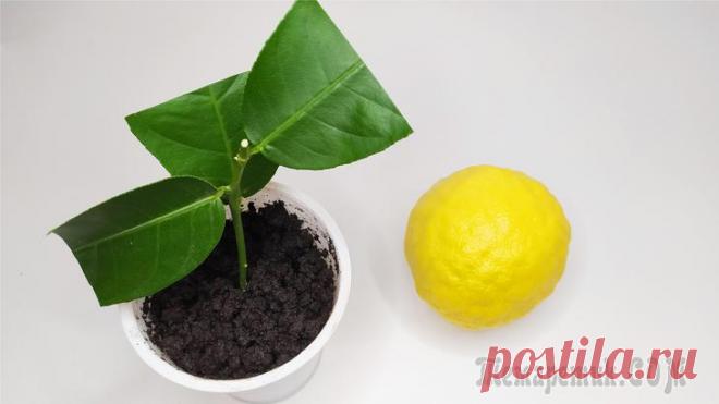 Размножение лимона черенкованием в домашних условиях Лимон – вечнозеленая цитрусовая культура, которая цветет и плодоносит по нескольку раз в год. Идея вырастить лимон дома в качестве комнатного растения привлекает многих. Компактное деревце с темно-зел...