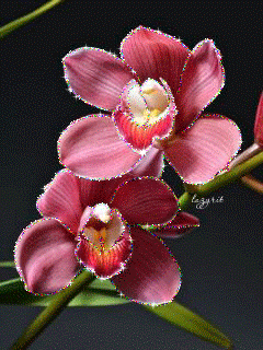 Mariana Leon - Google+