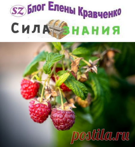 Подкормка малины весной (когда и как вносить удобрения)