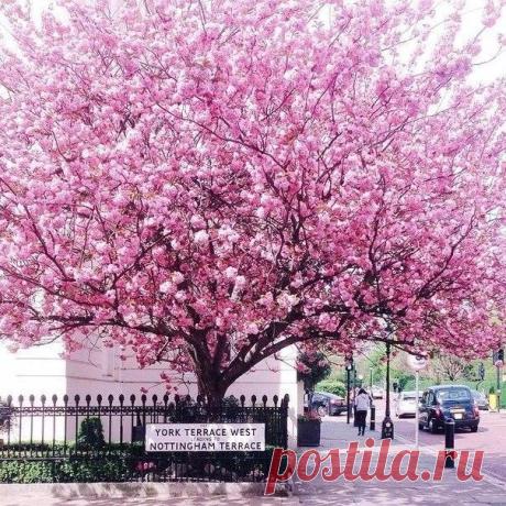 Потрясающий цветущий Лондон