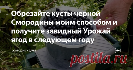 Обрезайте кусты черной Смородины моим способом и получите завидный Урожай ягод в следующем году Раньше я понятия не имела о грамотной обрезке черной смородины, но замечала, что хорошо плодоносят только молодые кусты, а затем урожайность постепенно снижается. Пришлось заняться изучением этого вопроса.
Фото из открытого источника Яндекс. Без рекламных целей, в качестве примера
Почитала информацию на форумах, побеседовала с дачниками из нашего товарищества. Теперь точно знаю, как нужно