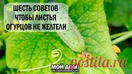 6 СОВЕТОВ ЧТОБЫ ЛИСТЬЯ ОГУРЦОВ НЕ ЖЕЛТЕЛИ