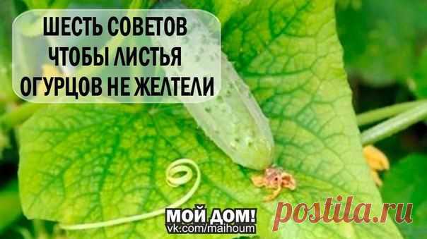 6 СОВЕТОВ ЧТОБЫ ЛИСТЬЯ ОГУРЦОВ НЕ ЖЕЛТЕЛИ