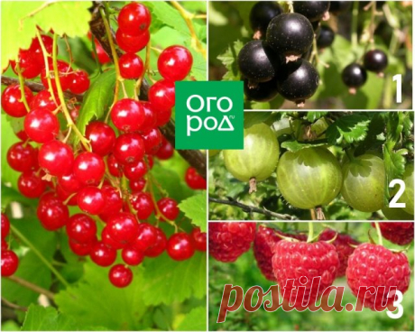 Опасное соседство: никогда не сажайте эти деревья и кустарники рядом