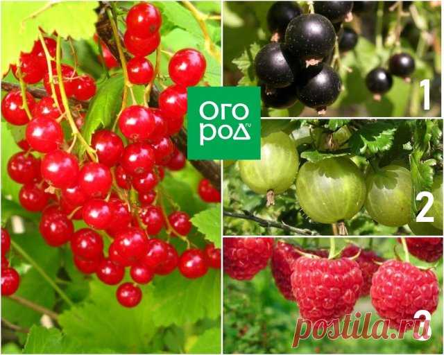 Опасное соседство: никогда не сажайте эти деревья и кустарники рядом
