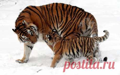 Амурский тигр (Panthera tigris altaica)