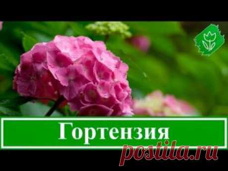 Посадка и уход за гортензией, выращивание садовой гортензии