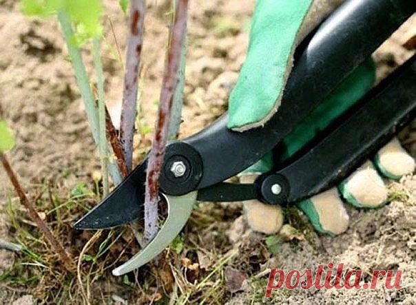 (16) Одноклассники    Как обрезать ягодные кусты. Смородина, малина, крыжовник.