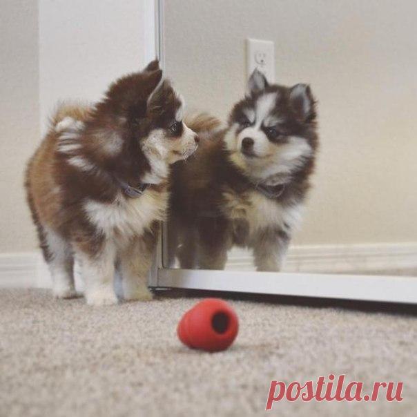 ♥ ЖИВОТНЫЕ ♥ ПРИРОДА ♥