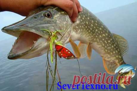 Блесны на щуку в октябре Для более поздней рыбалки правильнее брать с собою большие и тяжкие чисто щучьи колебалки. Колеблющиеся блесны располагают «серьезным» движением, при каком от их идут сильные звуковые ряби, моделир…