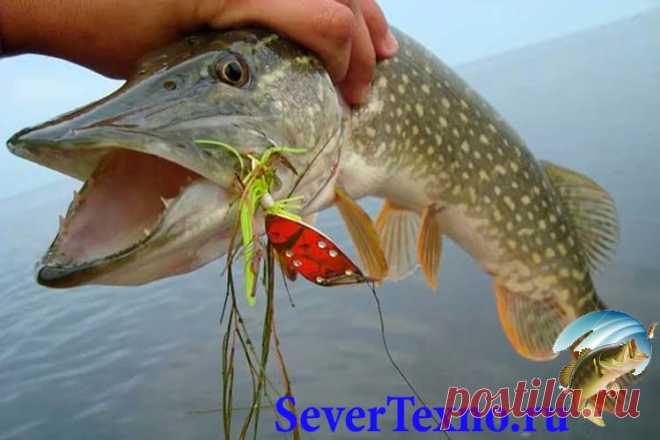 Блесны на щуку в октябре Для более поздней рыбалки правильнее брать с собою большие и тяжкие чисто щучьи колебалки. Колеблющиеся блесны располагают «серьезным» движением, при каком от их идут сильные звуковые ряби, моделир…