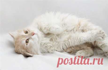 Какие породы кошек самые популярные: ТОП-5 - Домашние животные - IVONA