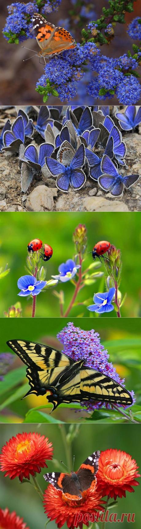 Сны о лете....