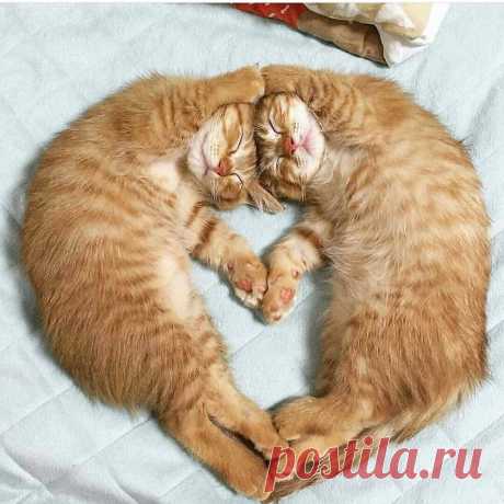 Любви хватит на всех!
