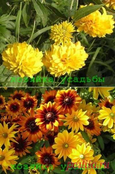 Солнечный цветок рудбекия, посадка и уход.