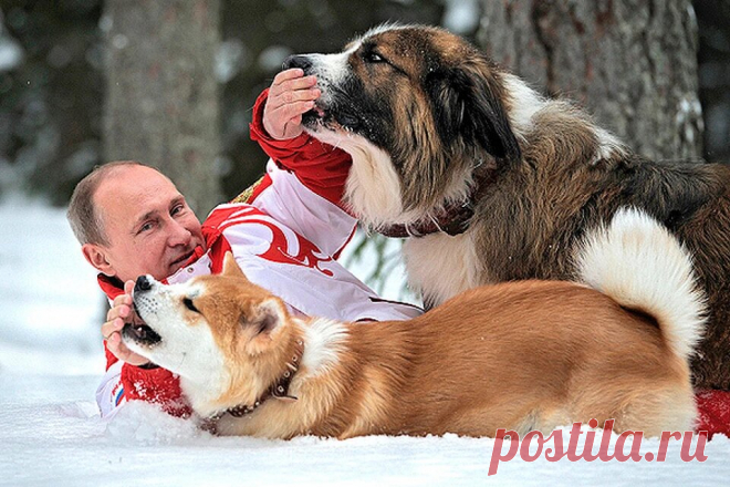 Жизнь руководителей государствами постоянно находится под острым общественном вниманием. Наверное, не один их шаг не остается незамеченным. Но как оказалось, хвостатые любимцы правителей вызывают ни чуть не меньшего интереса.
