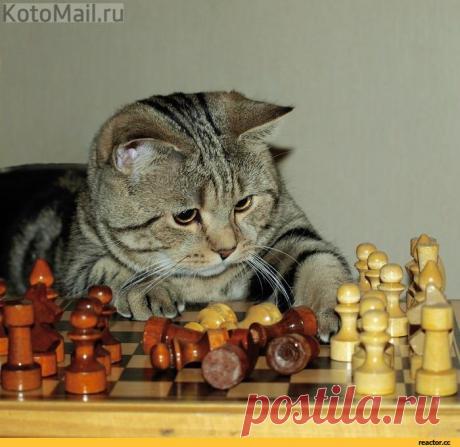 Великий комбинатор