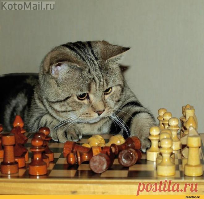 Великий комбинатор