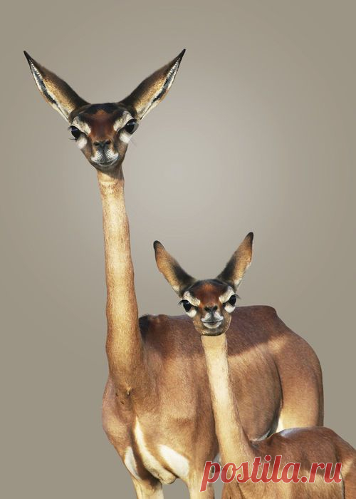 gerenuks