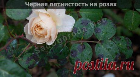 Болезни роз: фото, описание и лечение в домашних условиях, видео