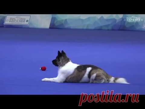 Евразия 2017 Чемпионат РКФ по танцам с собаками Першина Елена & Жасмин Кисаки