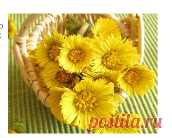 Травы, выводящие мокроту из легких и бронхов | Гавань здоровья