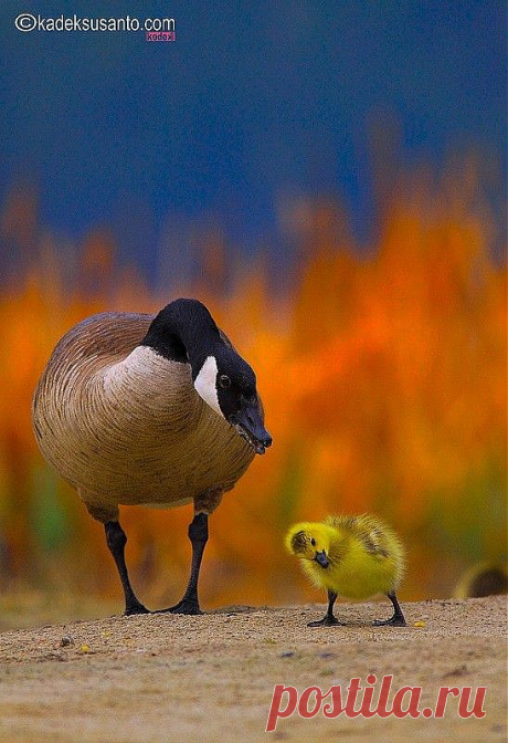 Строгая мама )
Vicki Vetrano Sopcak приколол(а) это к доске Ducks