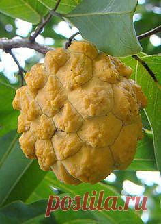 Rollinia Sylvatica НУ НУ Салицифолия neosalicifolia - Anonaceae - Ariticum сделать Мату - Sítio да Семейства де Anestor Mezzomo - Антонио Карлоса - SC - Бразилия