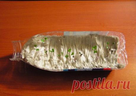 Как просто вырастить рассаду.

Оригинальный способ выращивания рассады. Нет ни грязи, ни забот по поливу (по крайней мере первое время). Берете пластмассовую бутылку. Только обязательно прозрачную (не голубую, не зеленоватую) разрезаете пополам вдоль (по длине). На половинку укладываете 6-8 слоев туалетной бумаги.
Показать полностью…