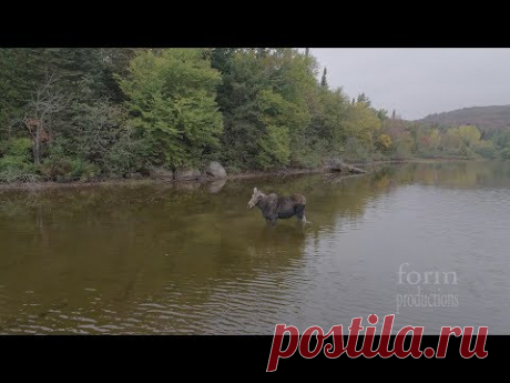 Дрон запечатлел битву волка и лося