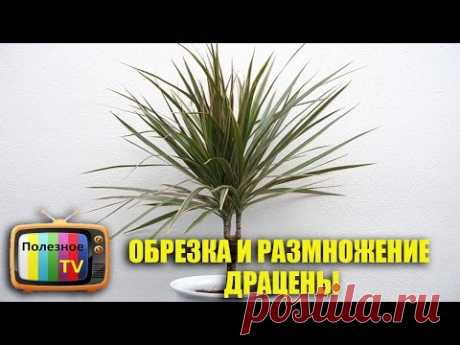 ДРАЦЕНА ОБРЕЗКА И РАЗМНОЖЕНИЕ - YouTube