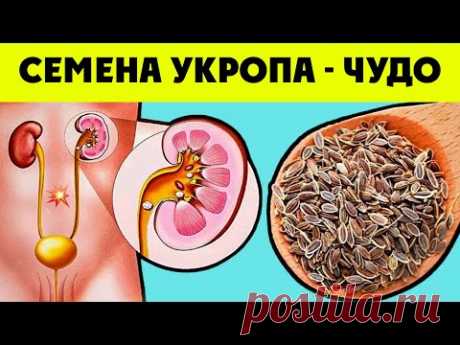 Всего Одна Ложка СЕМЯН УКРОПА и Организм Как Новый! Почему Врачи Это Скрывают   Организм Человека