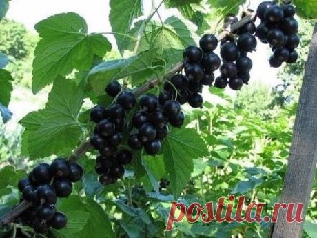 СМОРОДИНУ РАЗМНОЖАЮТ ЗИМОЙ

О пользе этой ягоды знают многие, поэтому и стараются завести на своем участке новые перспективные сорта. А сделать это совсем не сложно. Многие предпочитают размножать черную смородину черенками.

Для зимнего окоренения, в декабре, выбирают толстые, хорошо развитые однолетние побеги. Нарезают из них черенки длиной 18-20 см и опускают на сутки в стимулятор роста (1 ст.л. меда на 3 л воды).
Затем кладут в полиэтиленовый пакет влажный мох или опил...