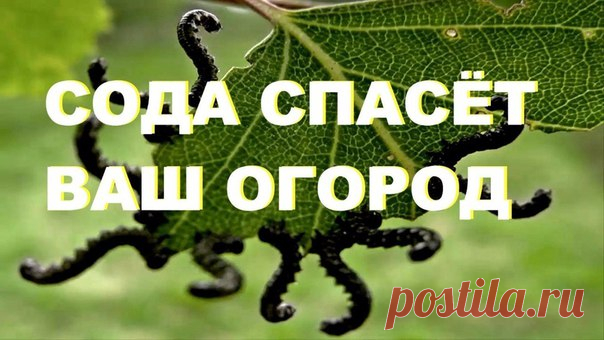 9 СПОСОБОВ ИСПОЛЬЗОВАНИЯ ПИЩЕВОЙ СОДЫ В САДУ и в ОГОРОДЕ

1. Сода от мучнистой росы.
Почти каждому дачнику знакома такая напасть, как мучнистая роса. Справиться с ней вполне под силу пищевой соде. Вот два проверенных рецепта:
Разведите в 1 литре воды 1 ст. л. соды, добавьте 1 ст.л. растительного масла и 1 ст. жидкости для мытья посуды Читать полностью в источнике