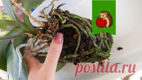 Как пересадить орхидею: секрет успеха | садоёж | Яндекс Дзен