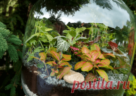Флорариумы: виды, описание, идеи оформления ~ Planetalsad