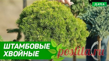 Штамбовые хвойные | Как создавать уникальный ландшафтный дизайн с помощью хвойных деревьев