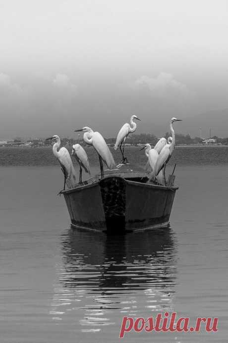 Birds by jcarlos on 500px | Animals | Birds